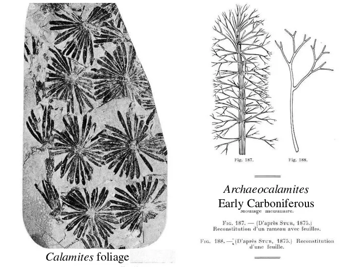 Archaeocalamites Early Carboniferous Calamites foliage