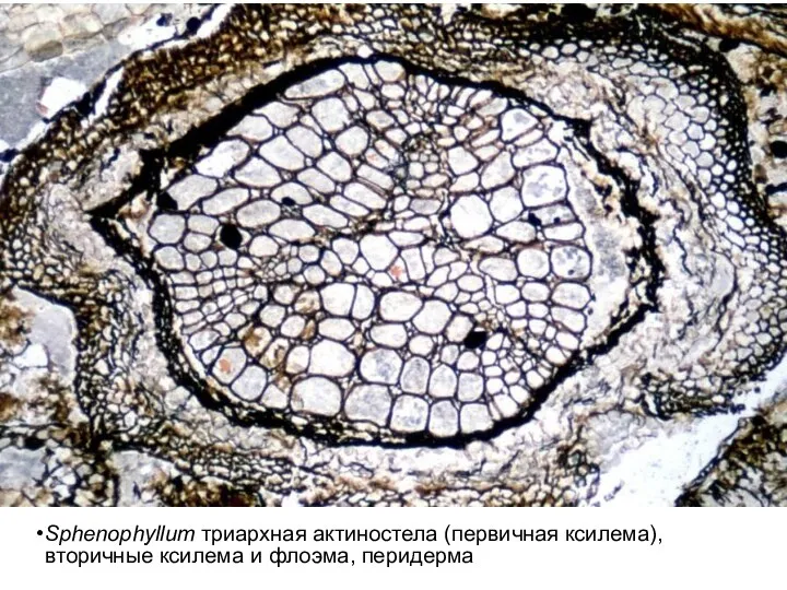 Sphenophyllum триархная актиностела (первичная ксилема), вторичные ксилема и флоэма, перидерма