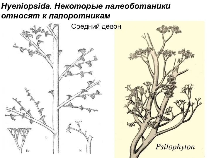 Psilophyton Hyeniopsida. Некоторые палеоботаники относят к папоротникам Средний девон