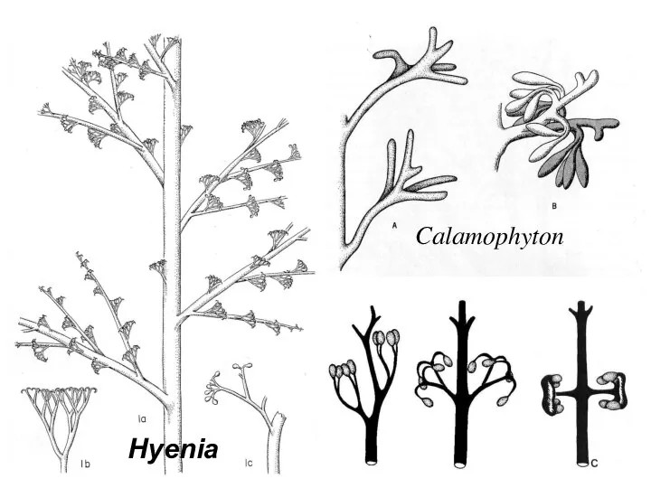 Calamophyton Hyenia