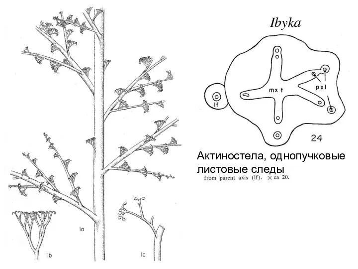 Ibyka Актиностела, однопучковые листовые следы