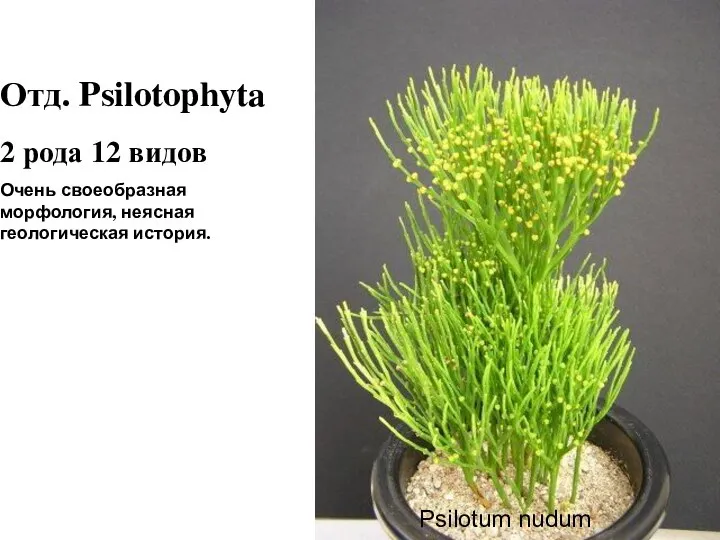 Отд. Psilotophyta 2 рода 12 видов Очень своеобразная морфология, неясная геологическая история. Psilotum nudum