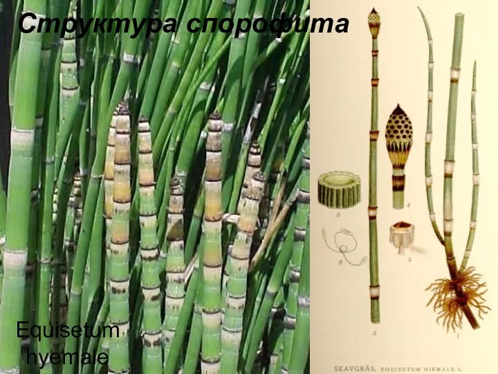 Equisetum hyemale Структура спорофита