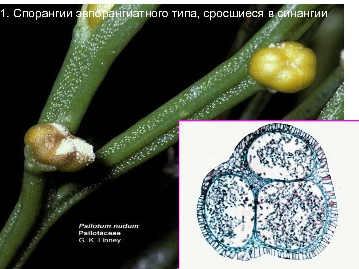 1. Спорангии эвпорангиатного типа, сросшиеся в синангии