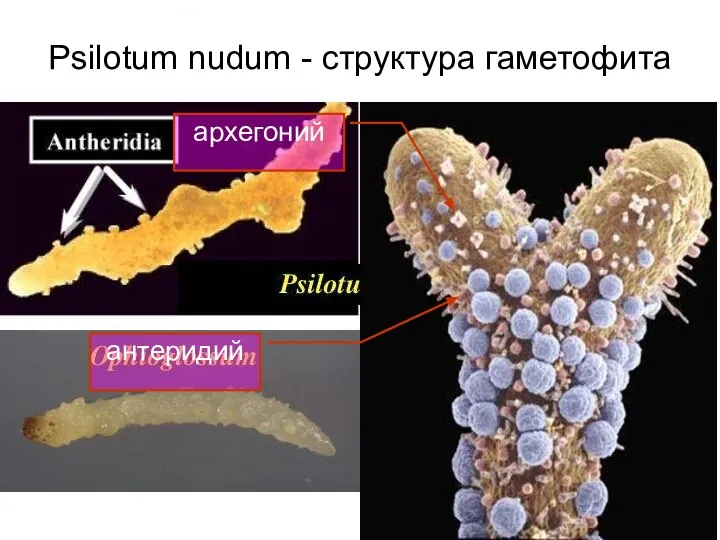 Psilotum nudum - структура гаметофита