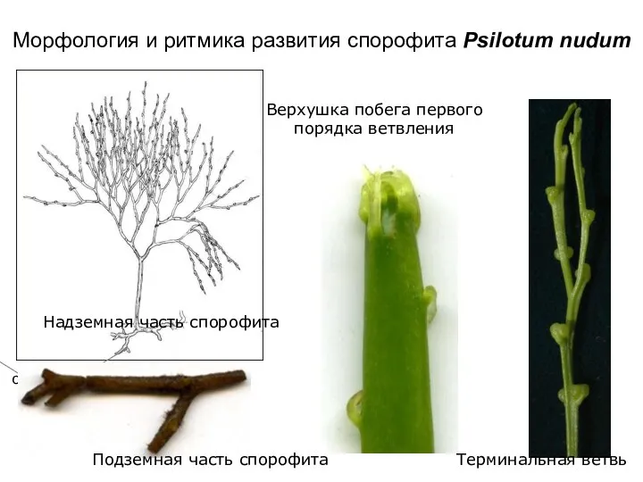 система подземных побегов Морфология и ритмика развития спорофита Psilotum nudum Надземная часть