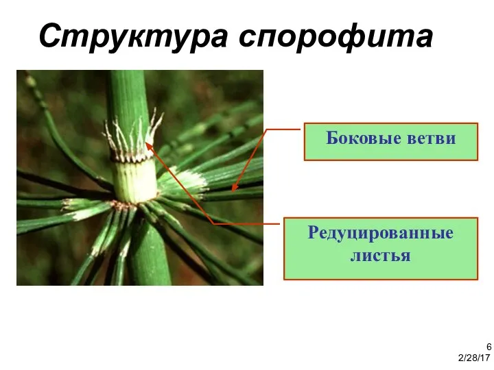2/28/17 6 Структура спорофита