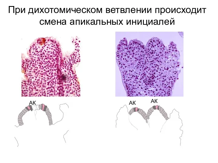 При дихотомическом ветвлении происходит смена апикальных инициалей АК АК АК