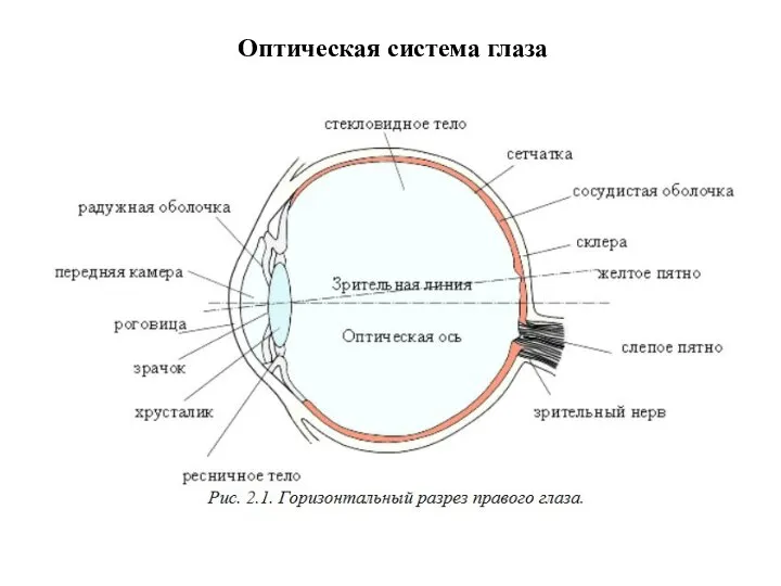 Оптическая система глаза