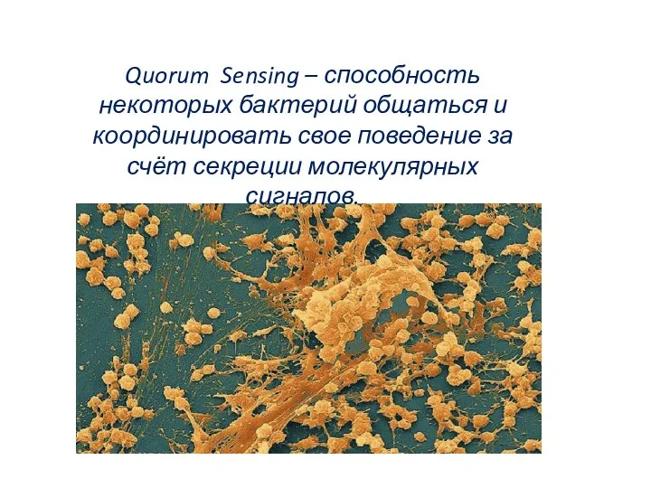 Quorum Sensing – способность некоторых бактерий общаться и координировать свое поведение за счёт секреции молекулярных сигналов.