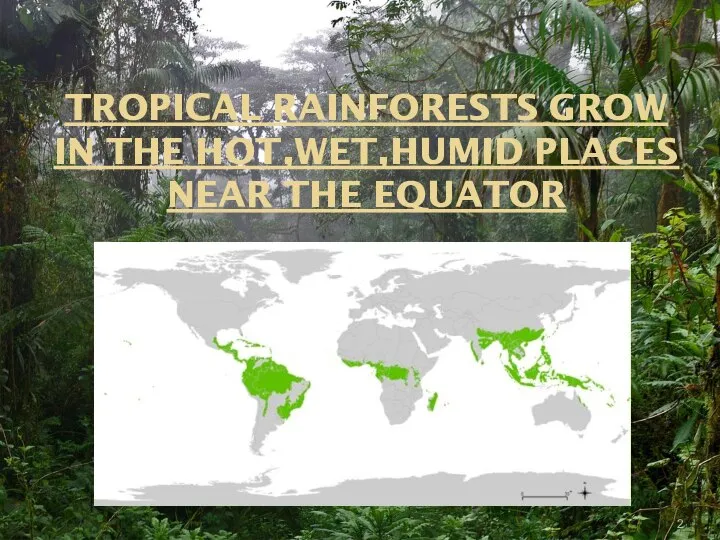 TROPICAL RAINFORESTS GROW IN THE HOT,WET,HUMID PLACES NEAR THE EQUATOR