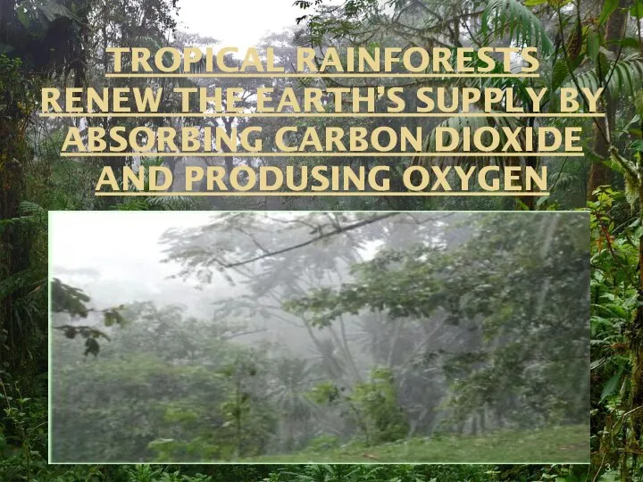 TROPICAL RAINFORESTS RENEW THE EARTH’S SUPPLY BY ABSORBING CARBON DIOXIDE AND PRODUSING OXYGEN