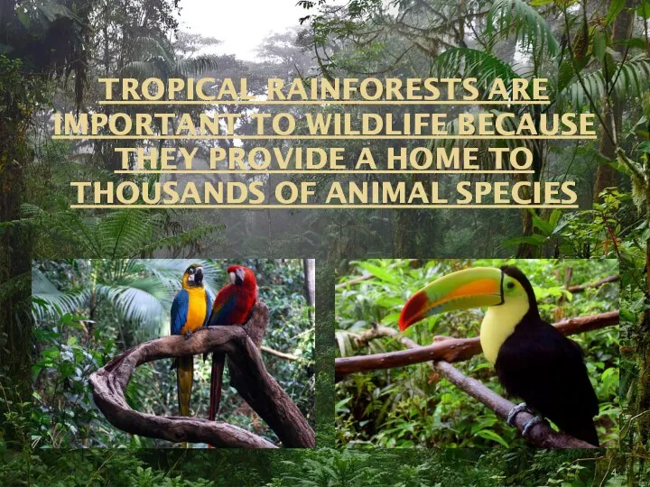 TROPICAL RAINFORESTS ARE IMPORTANT TO WILDLIFE BECAUSE THEY PROVIDE A HOME TO THOUSANDS OF ANIMAL SPECIES