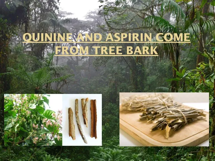 QUININE AND ASPIRIN COME FROM TREE BARK