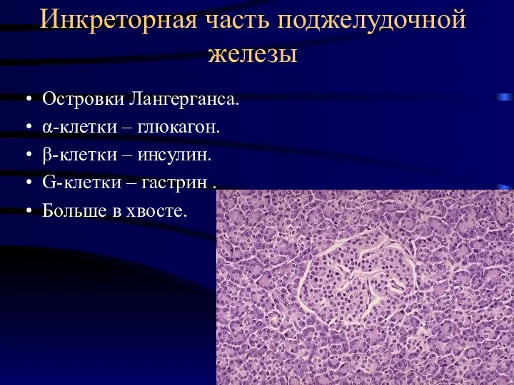 Инкреторная часть поджелудочной железы Островки Лангерганса. α-клетки – глюкагон. β-клетки – инсулин.