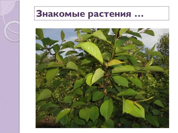 Знакомые растения …