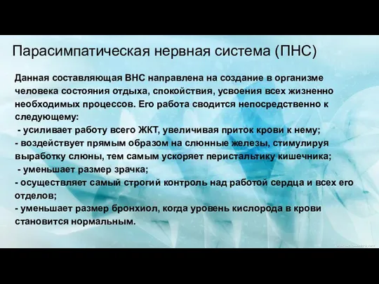 Парасимпатическая нервная система (ПНС) Данная составляющая ВНС направлена на создание в организме