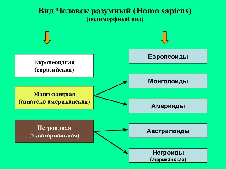 Вид Человек разумный (Homo sapiens) (полиморфный вид) Европеоидная (евразийская) Европеоиды Монголоидная (азиатско-американская)