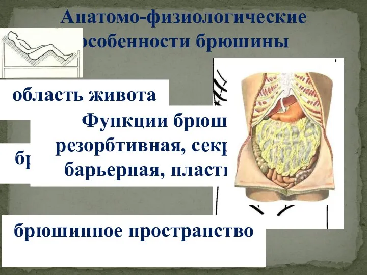 Анатомо-физиологические особенности брюшины область живота брюшная полость брюшинное пространство Функции брюшины: резорбтивная, секреторная, барьерная, пластическая.