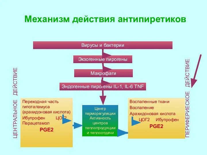 Механизм действия антипиретиков Вирусы и бактерии Экзогенные пирогены Макрофаги Эндогенные пирогены IL-1,