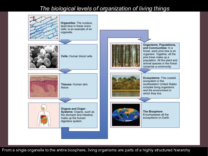 The biological levels of organization of living things From a single organelle