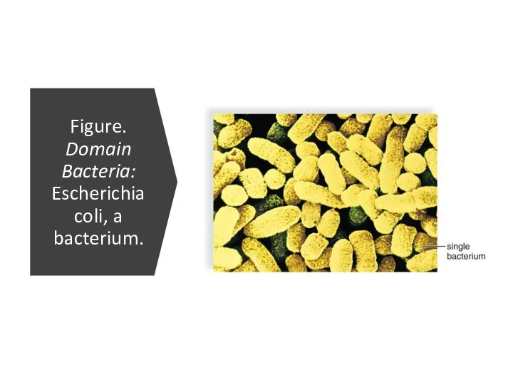 Figure. Domain Bacteria: Escherichia coli, a bacterium.