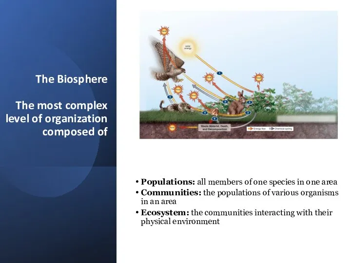 The Biosphere The most complex level of organization composed of Populations: all