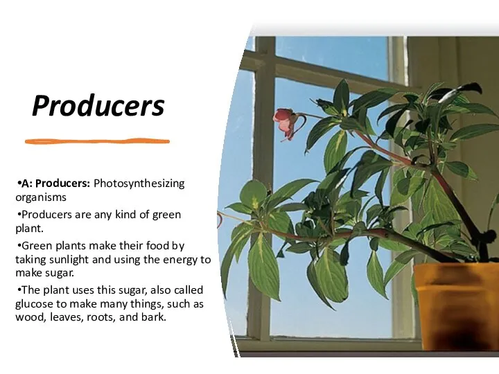 Producers A: Producers: Photosynthesizing organisms Producers are any kind of green plant.