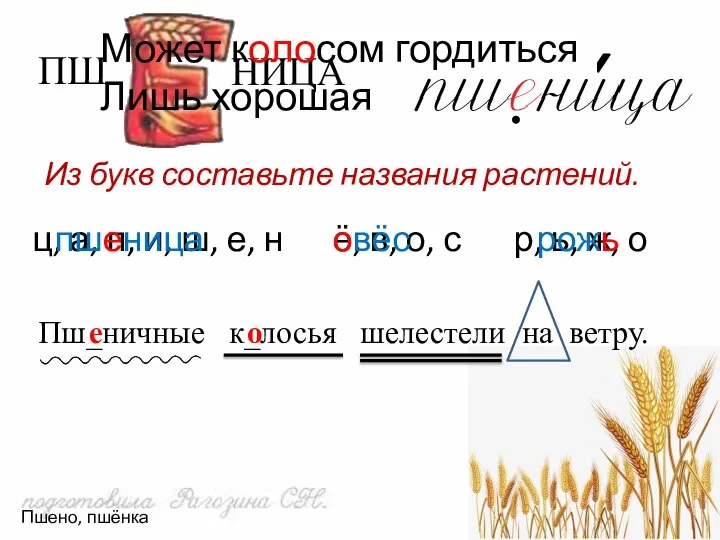 ПШ НИЦА Может колосом гордиться Лишь хорошая Пш_ничные к_лосья шелестели на ветру.