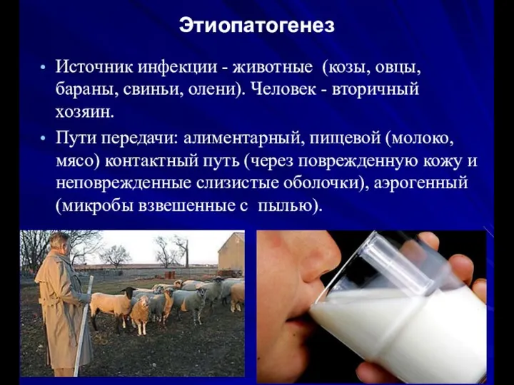 Этиопатогенез Источник инфекции - животные (козы, овцы, бараны, свиньи, олени). Человек -