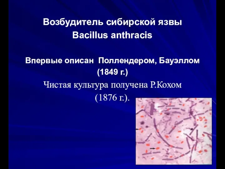 Возбудитель сибирской язвы Bacillus anthracis Впервые описан Поллендером, Бауэллом (1849 г.) Чистая