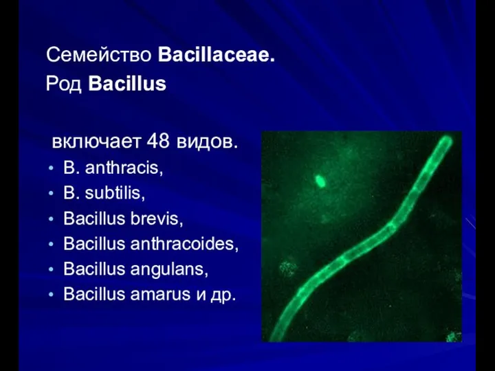 Семейство Bacillаceae. Род Bacillus включает 48 видов. В. аnthracis, В. subtilis, Bacillus