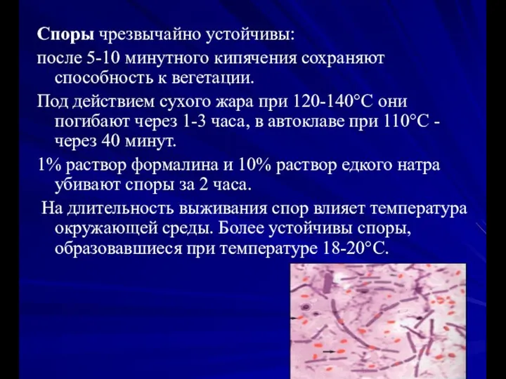 Споры чрезвычайно устойчивы: после 5-10 минутного кипячения сохраняют способность к вегетации. Под