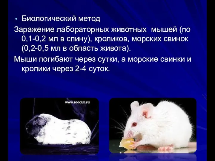 Биологический метод Заражение лабораторных животных мышей (по 0,1-0,2 мл в спину), кроликов,
