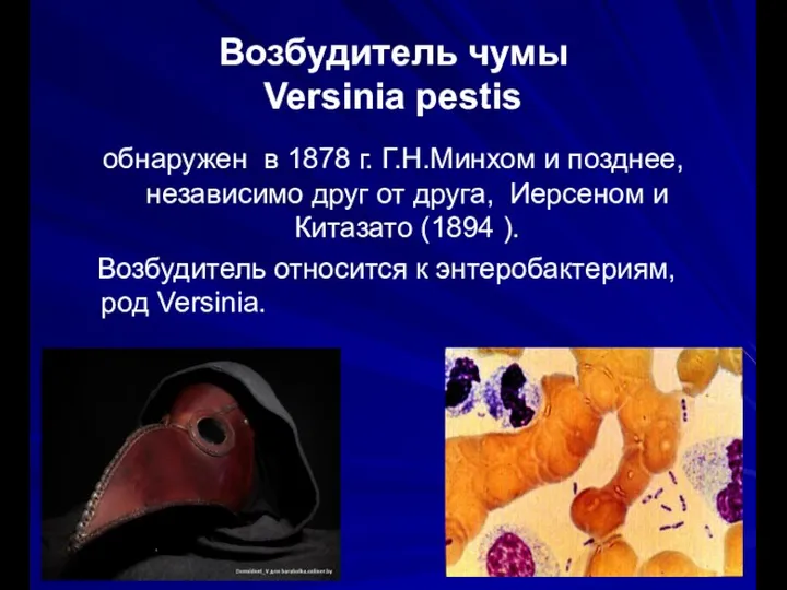Возбудитель чумы Versinia pestis обнаружен в 1878 г. Г.Н.Минхом и позднее, независимо