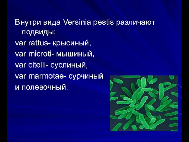 Внутри вида Versinia pestis различают подвиды: var rattus- крысиный, var microti- мышиный,