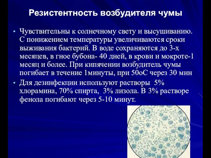 Резистентность возбудителя чумы Чувствительны к солнечному свету и высушиванию. С понижением температуры