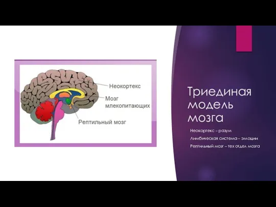 Триединая модель мозга Неокортекс – разум Лимбическая система – эмоции Рептильный мозг – тех отдел мозга