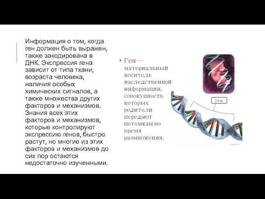 Информация о том, когда ген должен быть выражен, также закодирована в ДНК.