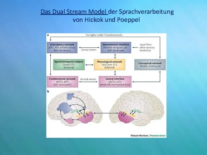 Das Dual Stream Model der Sprachverarbeitung von Hickok und Poeppel