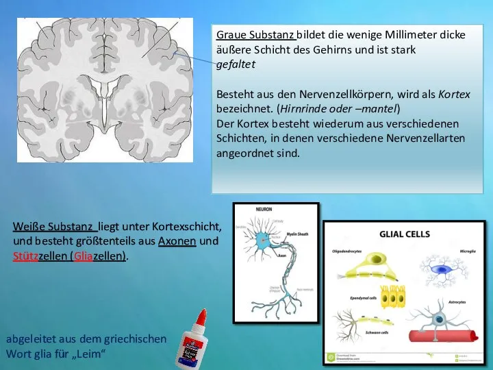 Graue Substanz bildet die wenige Millimeter dicke äußere Schicht des Gehirns und