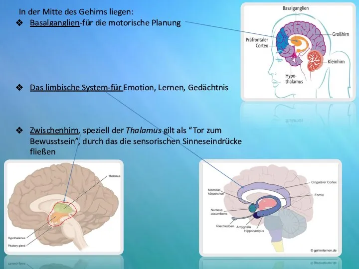 In der Mitte des Gehirns liegen: Basalganglien-für die motorische Planung Das limbische