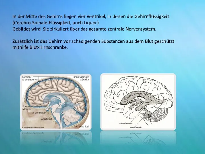 In der Mitte des Gehirns liegen vier Ventrikel, in denen die Gehirnflüssigkeit