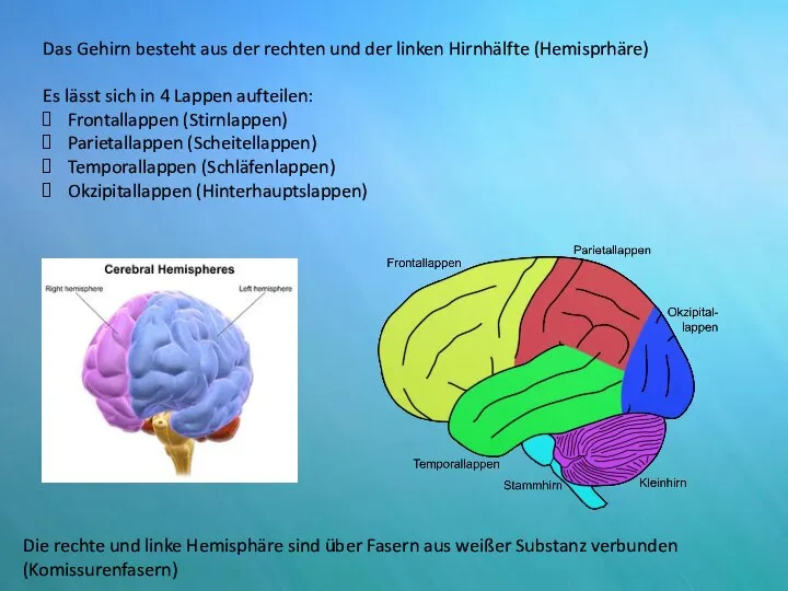 Das Gehirn besteht aus der rechten und der linken Hirnhälfte (Hemisprhäre) Es