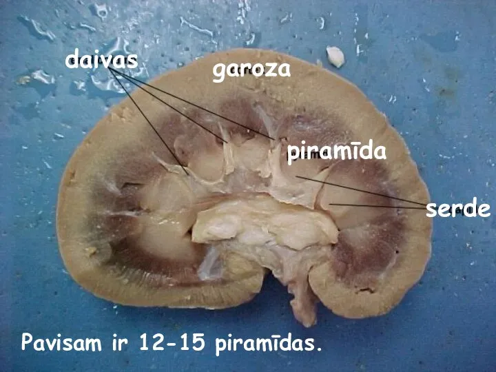 garoza piramīda daivas serde Pavisam ir 12-15 piramīdas.