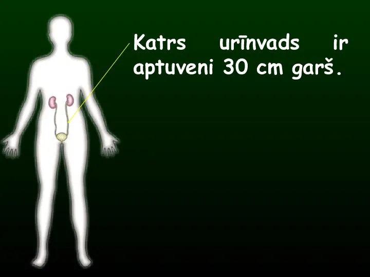 Katrs urīnvads ir aptuveni 30 cm garš.