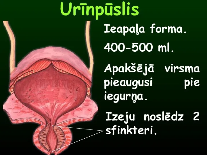 Urīnpūslis Ieapaļa forma. 400-500 ml. Apakšējā virsma pieaugusi pie iegurņa. Izeju noslēdz 2 sfinkteri.