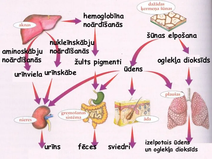 hemoglobīna noārdīšanās aminoskābju noārdīšanās nukleīnskābju noārdīšanās urīnviela urīnskābe žults pigmenti šūnas elpošana