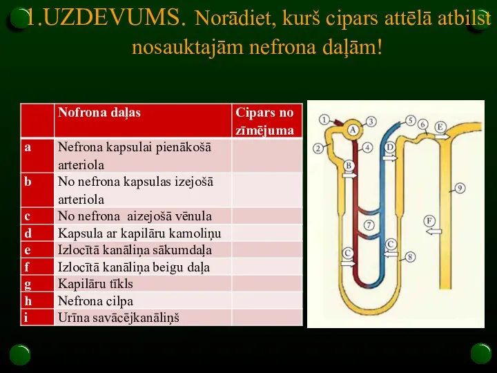 1.UZDEVUMS. Norādiet, kurš cipars attēlā atbilst nosauktajām nefrona daļām!