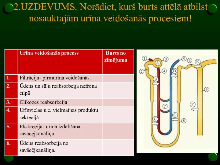 2.UZDEVUMS. Norādiet, kurš burts attēlā atbilst nosauktajām urīna veidošanās procesiem!